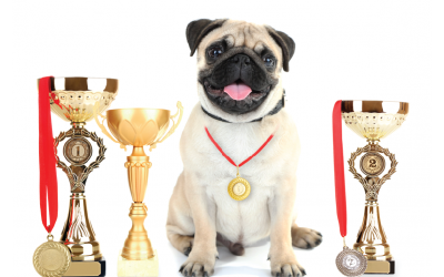 Stand Out Amongst the Competition with Our Pet Answering Services